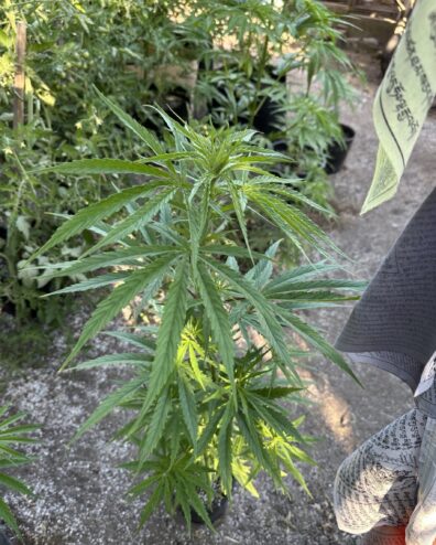 Swazi Gold IBL 10 Regular Seeds