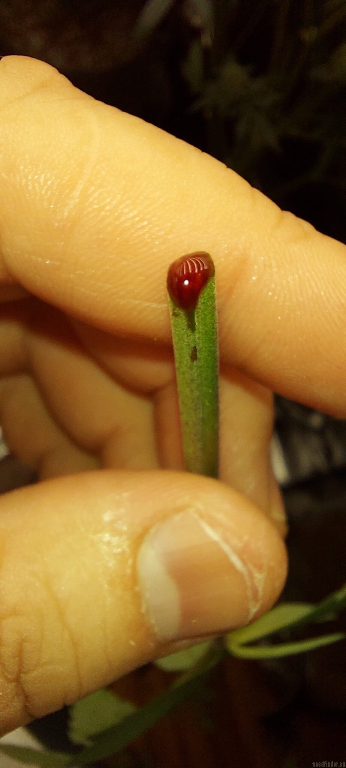 Bodhi Seeds Cosmic Serpent F1 (Dragonsblood F4 x Wookie) 11 Regular Seeds - Image 2