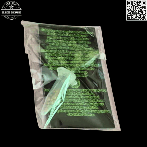 The Nature Farms Wormwood (Trinity x Pakistani Heirloom F2) 12 Regular Seeds - Image 6