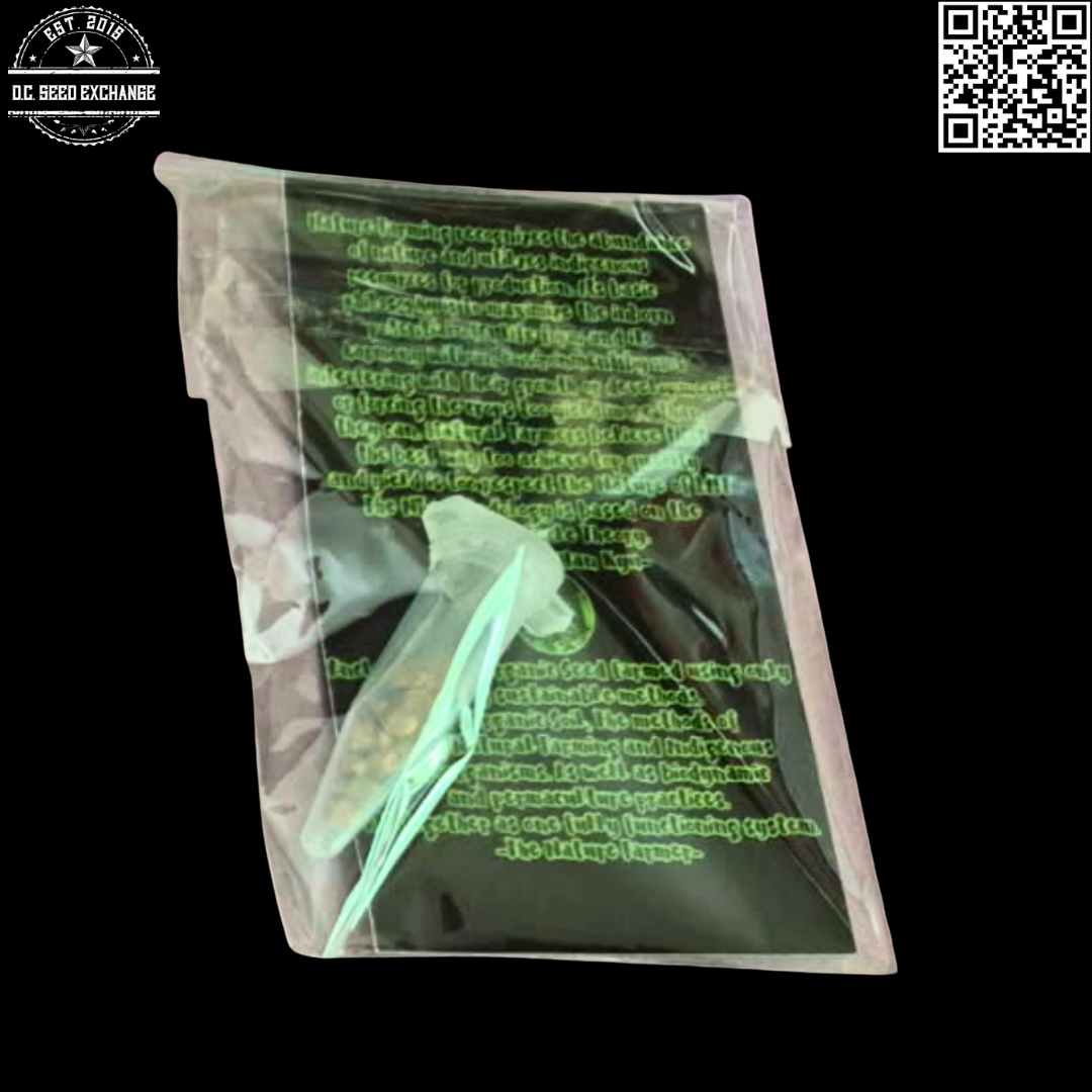 The Nature Farms Wormwood (Trinity x Pakistani Heirloom F2) 12 Regular Seeds - Image 6