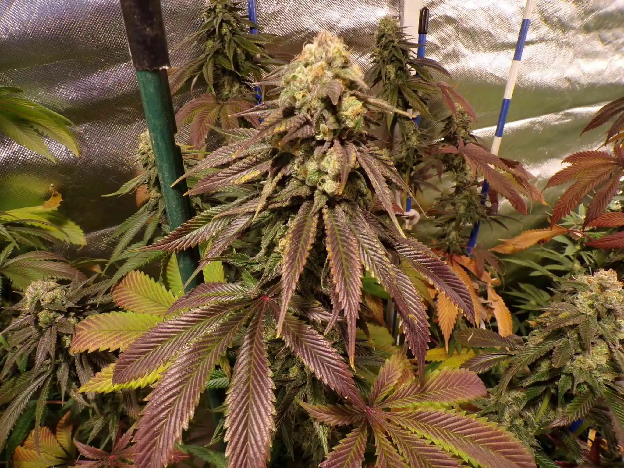 Double Dose Diesel S1 (Original Diesel x Sour Diesel) 6 Feminized Seeds - Image 2