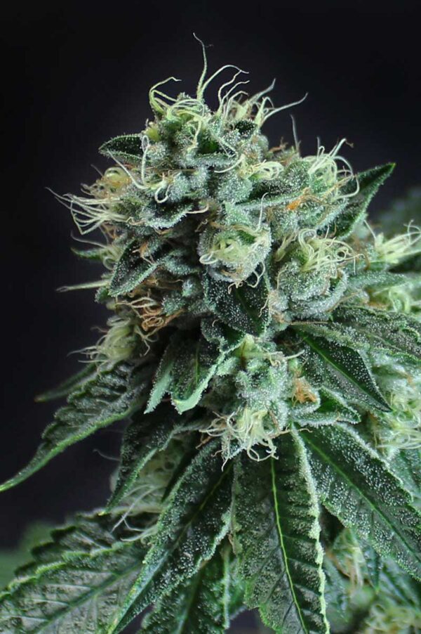 Jesus OG BX 5 Regular Seeds - Image 2