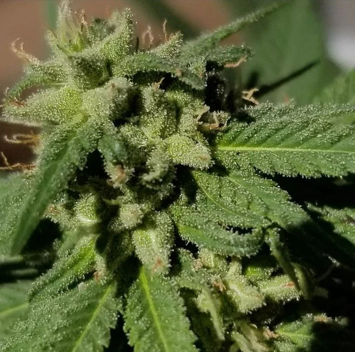 The Nature Farms Wormwood (Trinity x Pakistani Heirloom F2) 12 Regular Seeds - Image 5