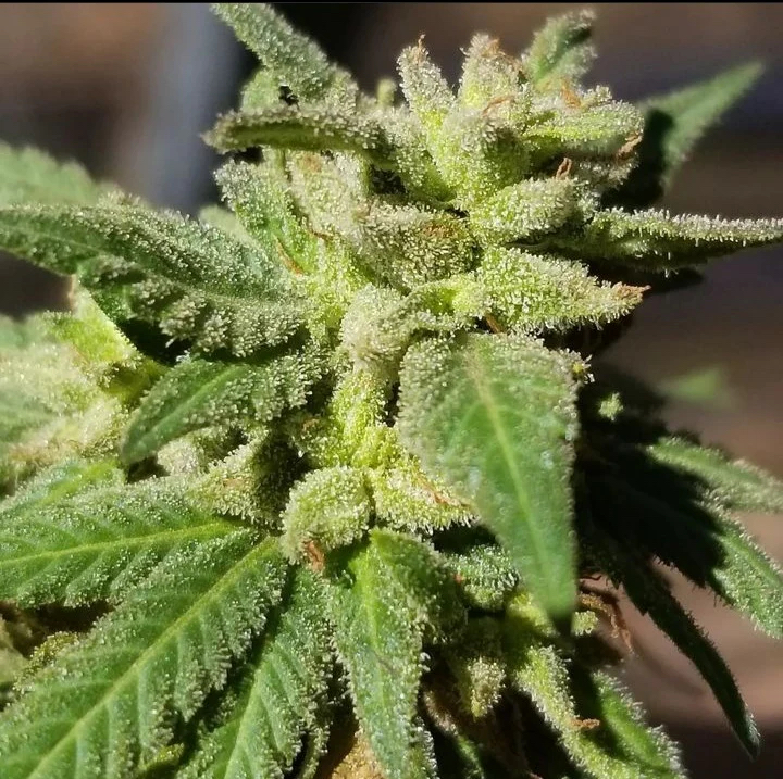 The Nature Farms Wormwood (Trinity x Pakistani Heirloom F2) 12 Regular Seeds - Image 4