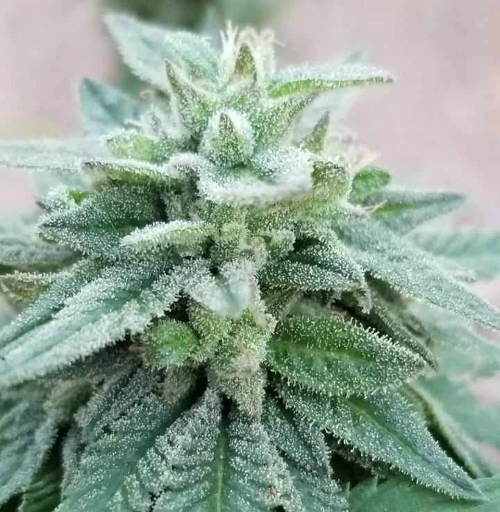 The Nature Farms Wormwood (Trinity x Pakistani Heirloom F2) 12 Regular Seeds - Image 3