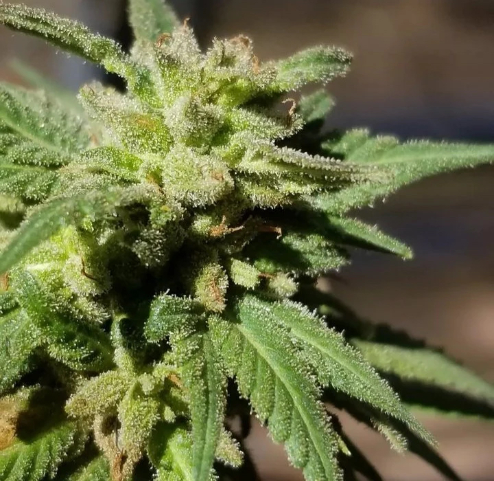 The Nature Farms Wormwood (Trinity x Pakistani Heirloom F2) 12 Regular Seeds - Image 2