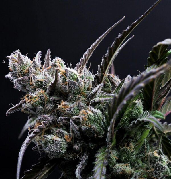 Forbidden Runtz Auto 3 Feminized Autoflower Seeds - Image 3