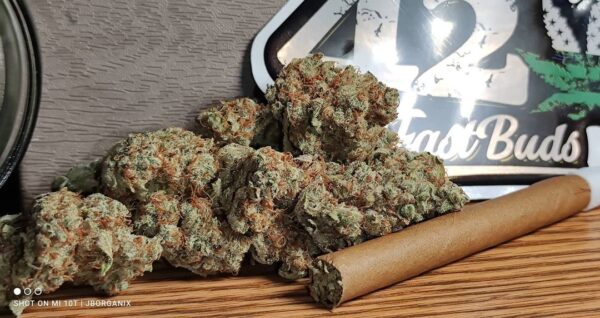 Forbidden Runtz Auto 3 Feminized Autoflower Seeds - Image 5