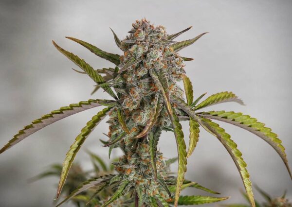 Forbidden Runtz Auto 3 Feminized Autoflower Seeds - Image 4