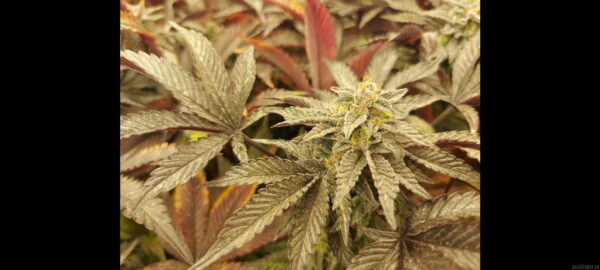 The Cali Connection The Gold Line 78 "Gelato Dream" (Gelato 33 X Gelato 45) 6 Feminized Seeds - Image 3