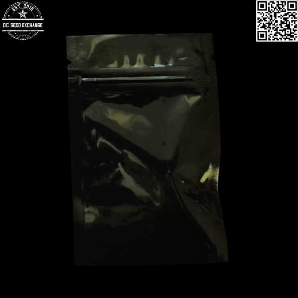 AK Bean Brains Sensi Star F4 12 Regular Seeds - Image 2