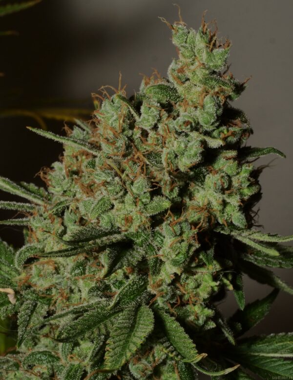 Bodhi Seeds Appalachian Super Skunk (Mass Super Skunk x Appalachia) 11 Regular Seeds - Image 2