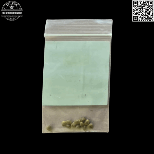 BOG Seeds LifeSaver (BOG Bubble x Jacks Cleaner x Blueberry) 12 Regular Seeds - Image 4