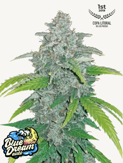 Blue Dream Auto 3 Feminized Autoflower Seeds