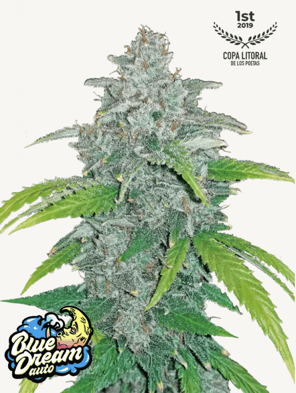 Blue Dream Auto 3 Feminized Autoflower Seeds