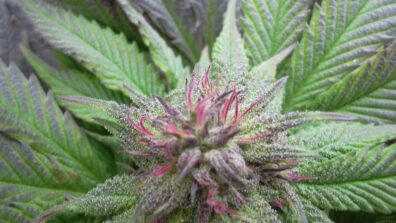 Blue God (God Bud x Blueberry) F2 12 Regular Seeds