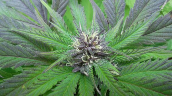 Blue God (God Bud x Blueberry) F2 12 Regular Seeds - Image 2