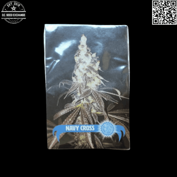 Blue Star Seed Co Navy Cross F1 (East Coast Sour Diesel x Blueberry F4) 13 Regular Seeds