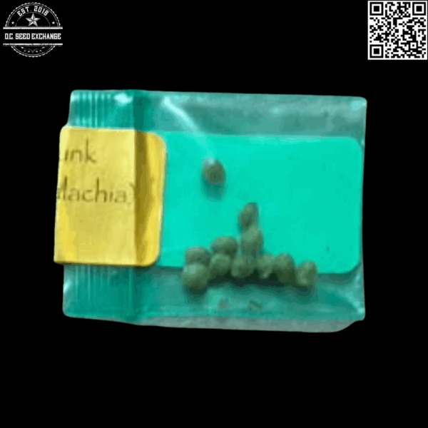 Bodhi Seeds Appalachian Super Skunk (Mass Super Skunk x Appalachia) 11 Regular Seeds - Image 3