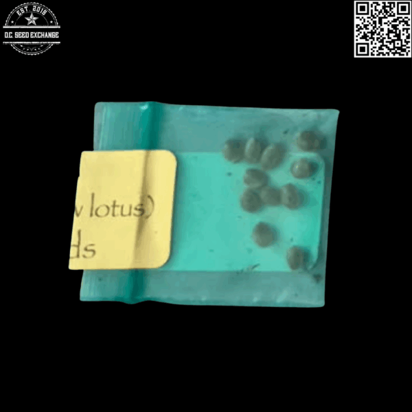 Bodhi Seeds Golden Road (Pot of Gold x Snow Lotus) 11 Regular Seeds - Image 2
