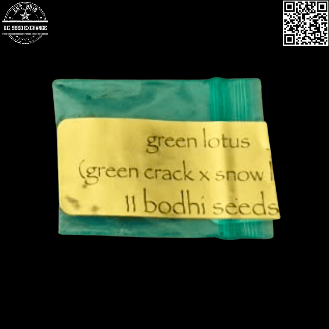 Bodhi Seeds Green Lotus F1 (Green Crack x Snow Lotus) 11 Regular Seeds