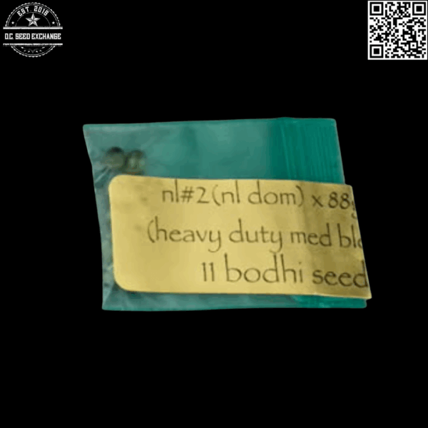 Bodhi Seeds Northern Lights #2 X 88g13/hp 11 Regular Seeds