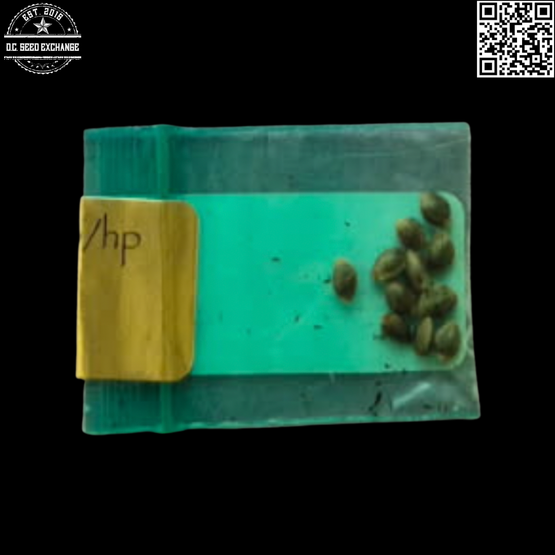 Bodhi Seeds Orange Wookie x 88g13/hp 11 Regular Seeds - Image 2