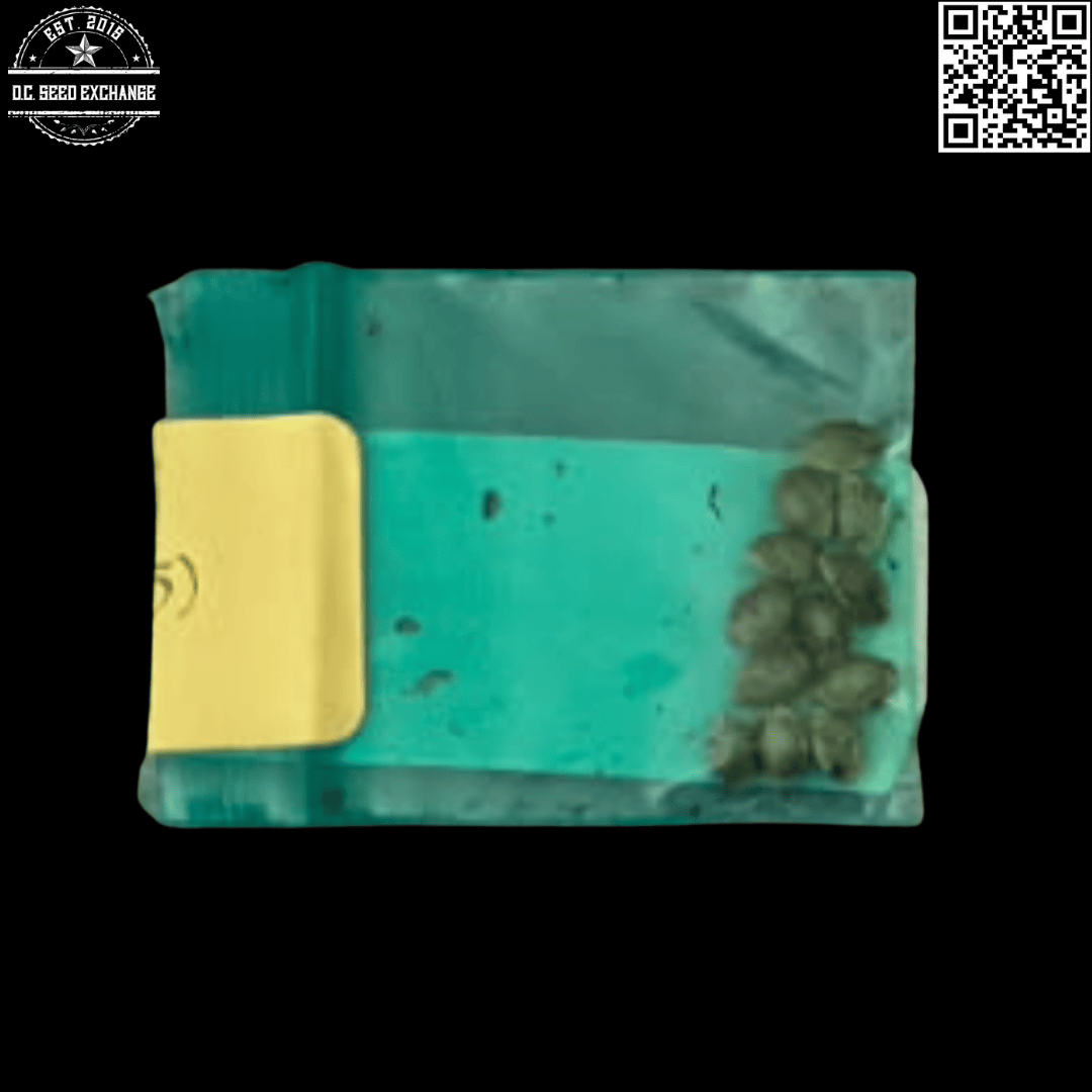 Bodhi Seeds Twin Flame F1 (Gogi OG x Wookie 15) 11 Regular Seeds - Image 2