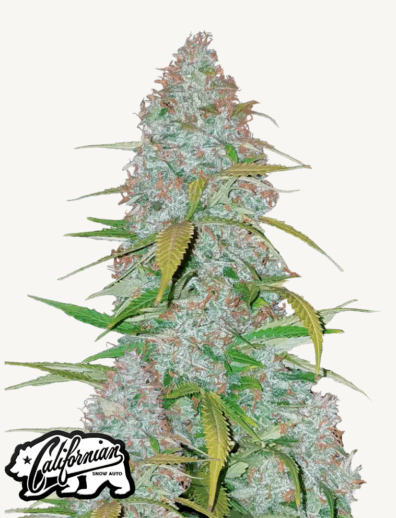 Californian Snow Auto 3 Feminized Autoflower Seeds