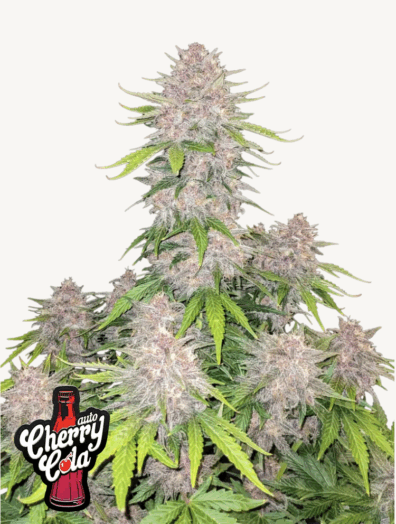 Cherry Cola Auto 3 Feminized Autoflower Seeds