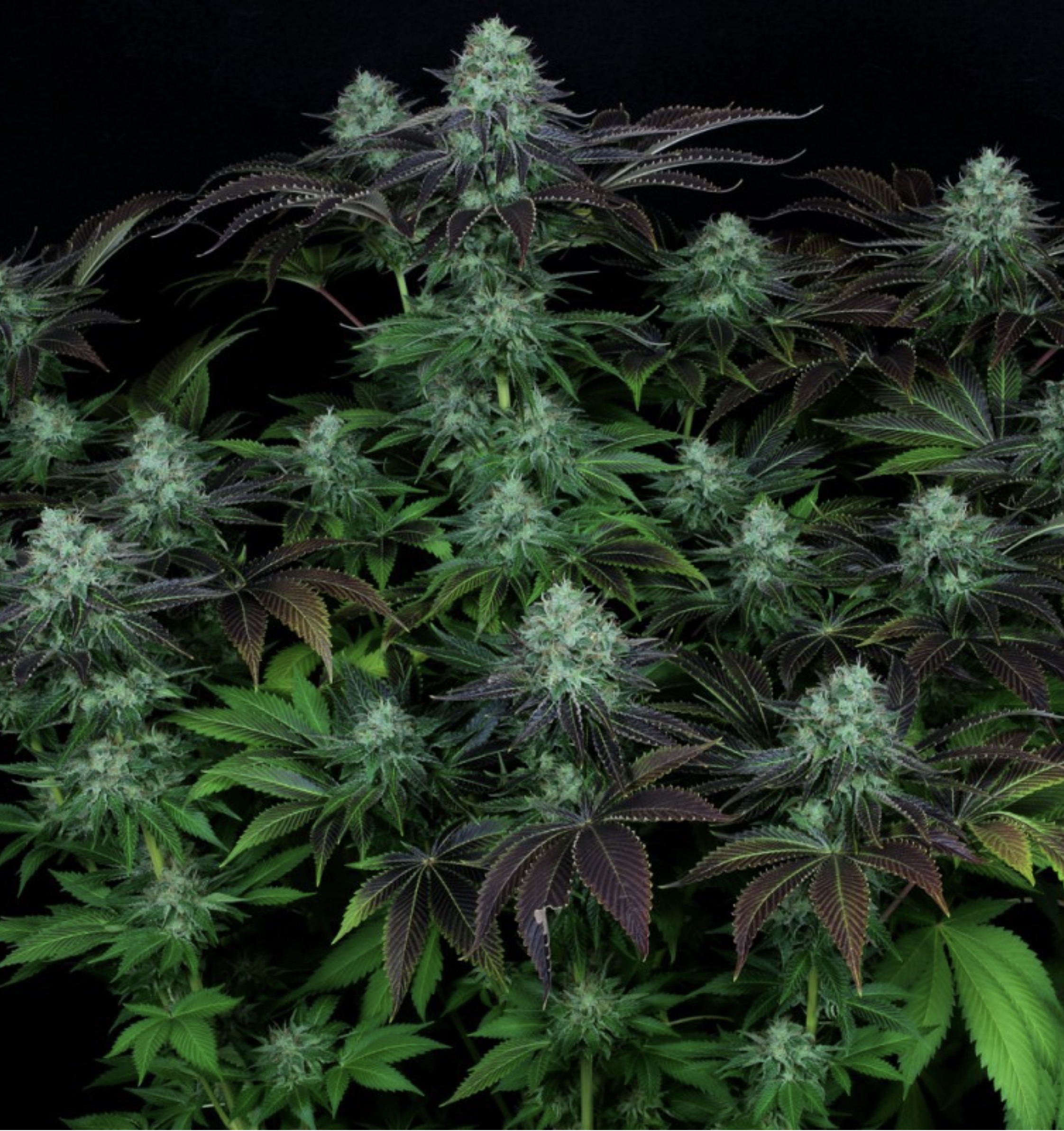 T.H. Seeds Darkstar (Purple Kush x Mazar I Sharif) 5 Regular Seeds - Image 3
