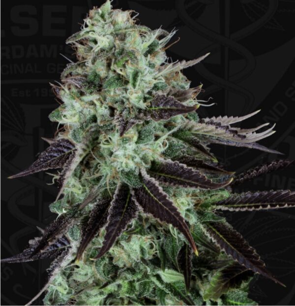 T.H. Seeds Darkstar (Purple Kush x Mazar I Sharif) 5 Regular Seeds - Image 2
