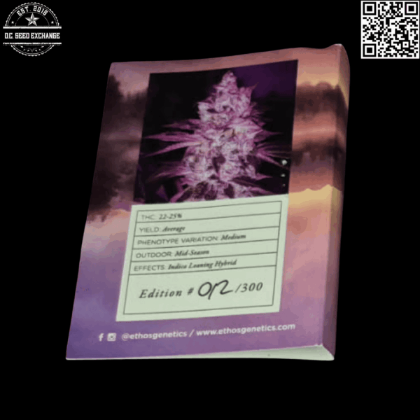 Ethos Genetics Purple Roze F1 (Purple Punch x Roze) 10 Regular Seeds - Image 2