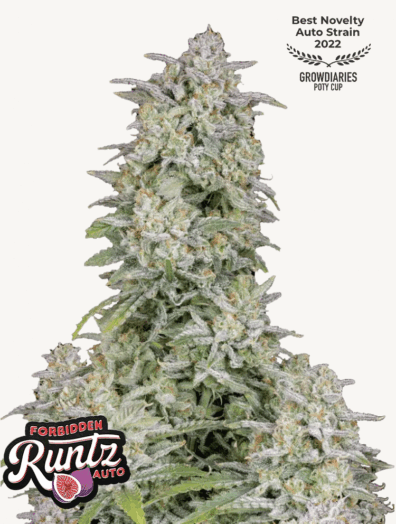 Forbidden Runtz Auto 3 Feminized Autoflower Seeds