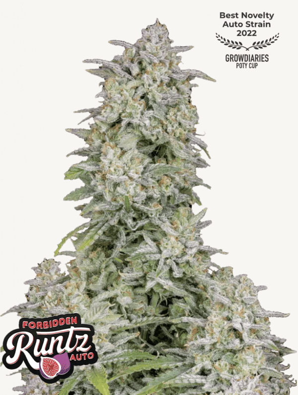 Forbidden Runtz Auto 3 Feminized Autoflower Seeds