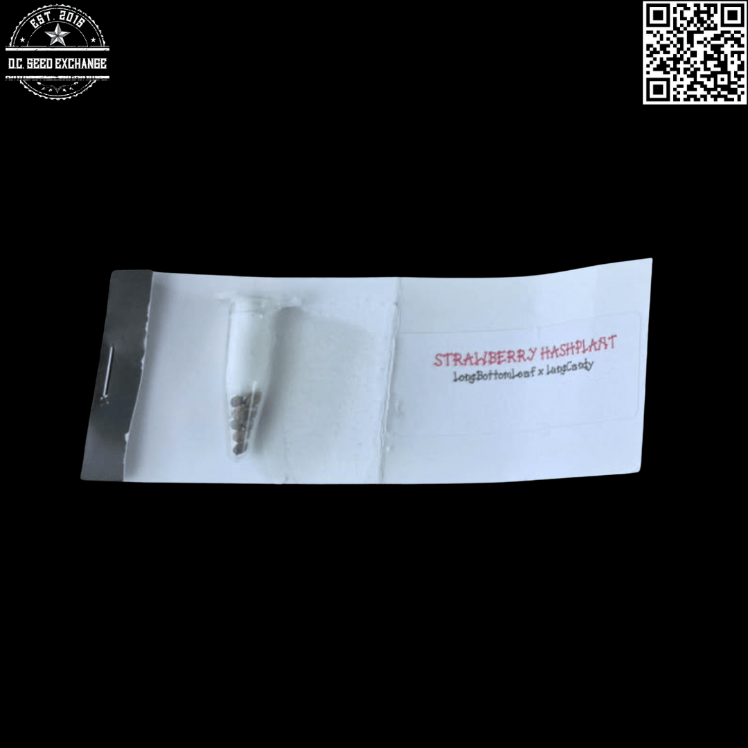 Mota Rebel Strawberry Hashplant (Long Bottom Leaf x Lung Candy) 10 Regular Seeds