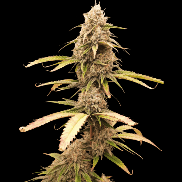 TGA Subcool Seeds Pennywise F1 (Harlequin x Jack The Ripper) 5 Regular Seeds - Image 3