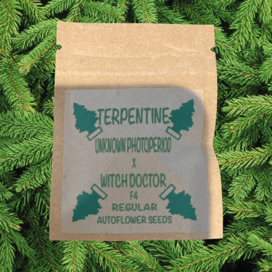 Terpentine F4 12 Regular Autoflower Seeds