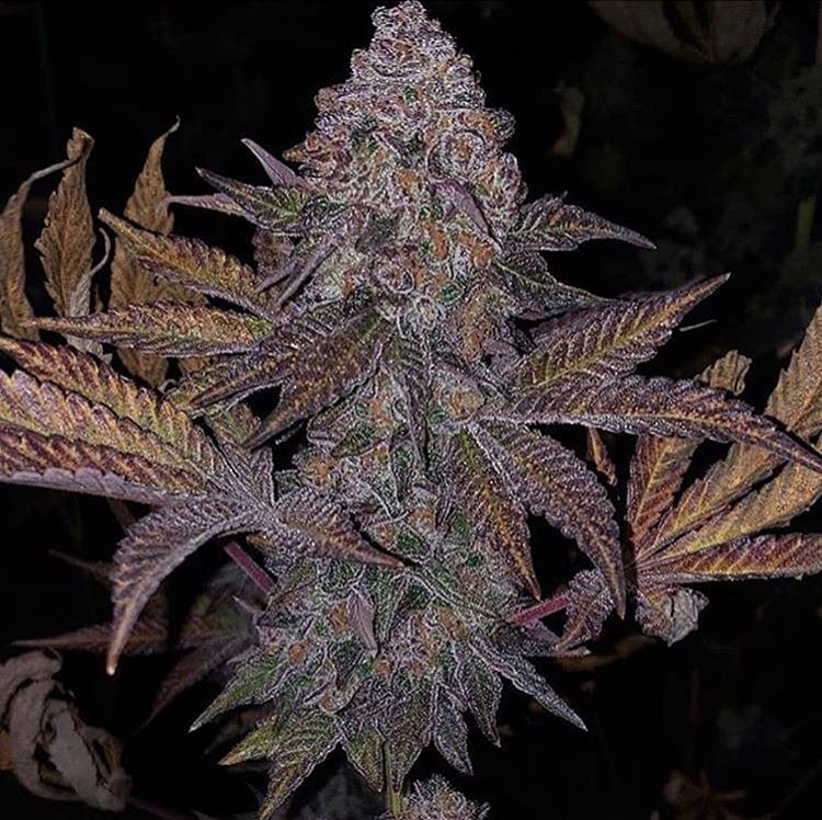 Relentless Genetics Rozay F1 (Sunset Sherbet x Purple Bomb) 11 Regular Seeds - Image 2