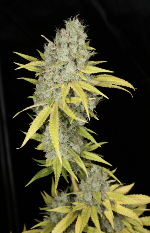 Sour Kernel S1 (Sour Diesel x Kernel PuTang) 7 Feminized Seeds