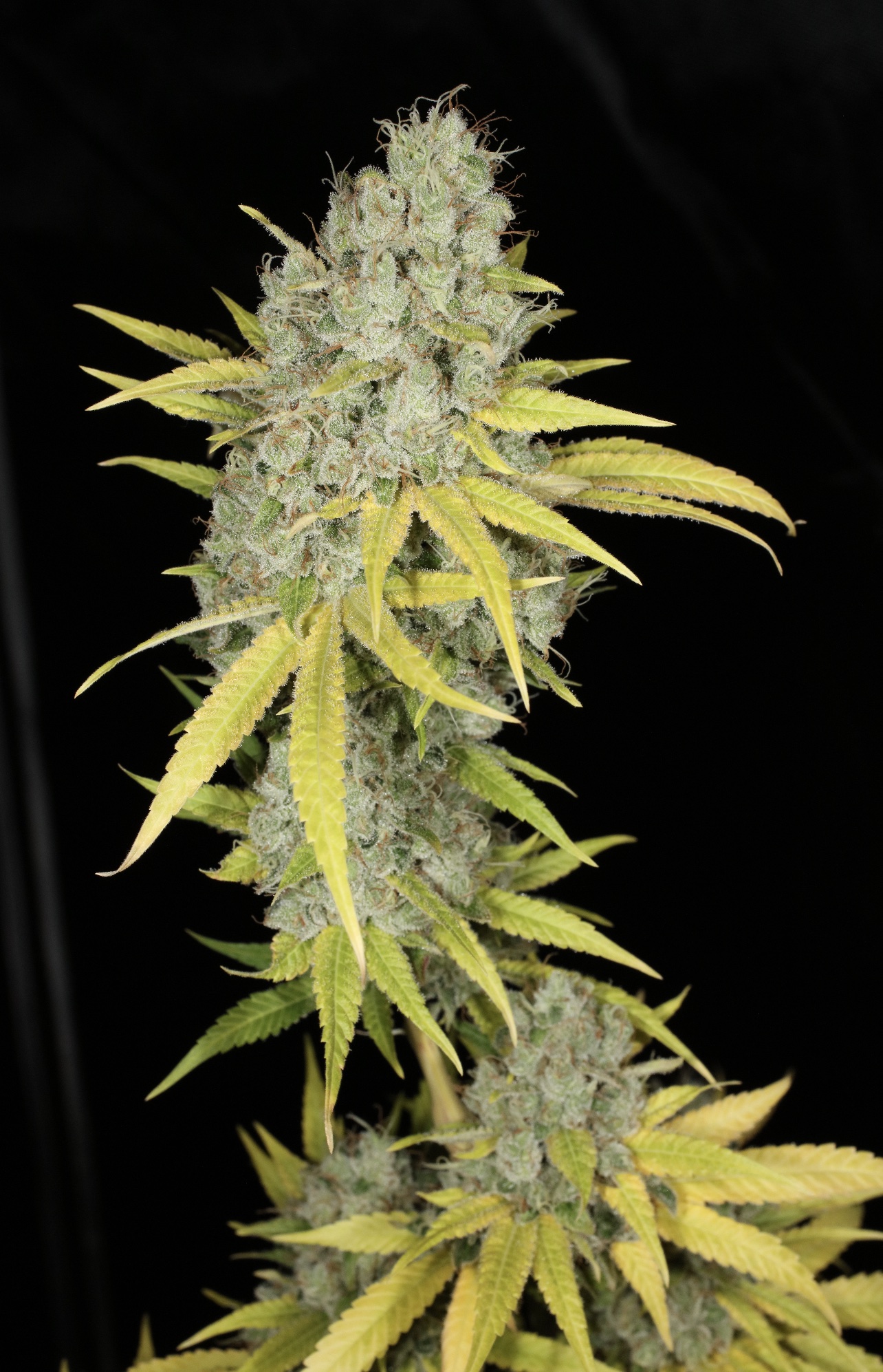 Sour Kernel F1 (Sour Diesel x Kernel PuTang) 7 Feminized Seeds