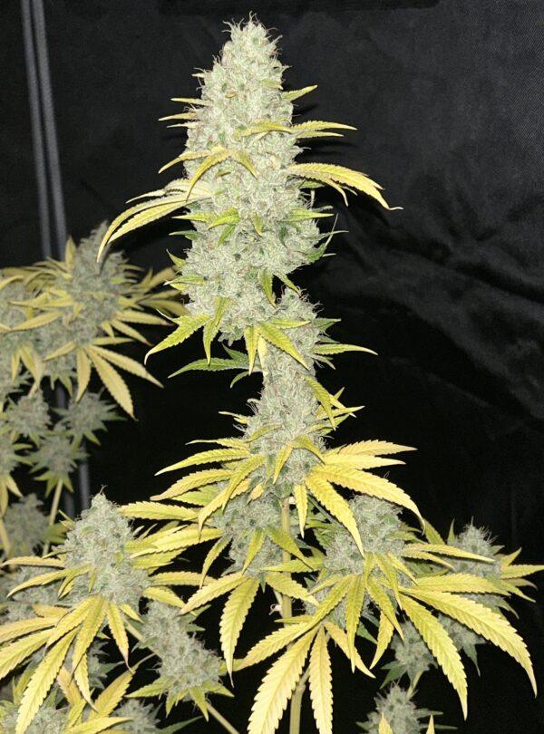 Sour Kernel S1 (Sour Diesel x Kernel PuTang) 7 Feminized Seeds - Image 2