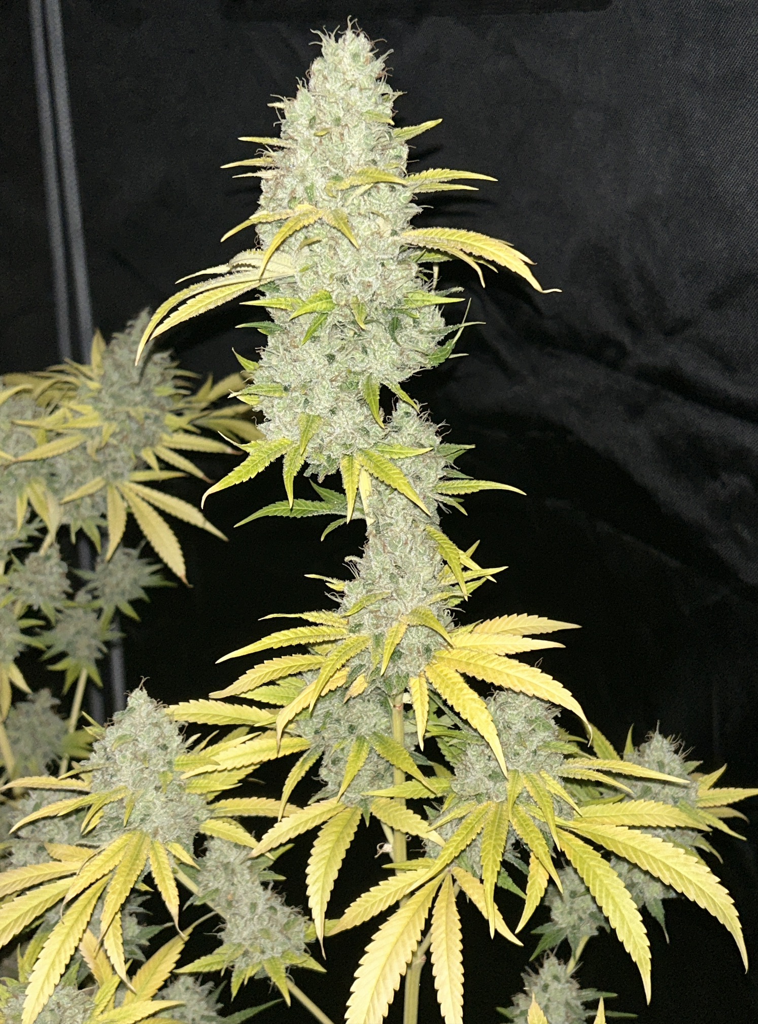 Sour Kernel F1 (Sour Diesel x Kernel PuTang) 7 Feminized Seeds - Image 2