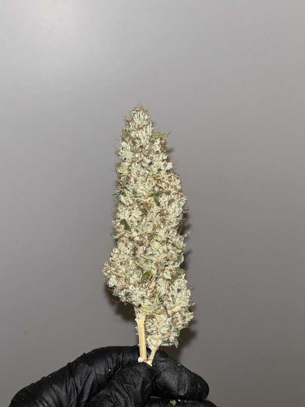 Sour Kernel S1 (Sour Diesel x Kernel PuTang) 7 Feminized Seeds - Image 3