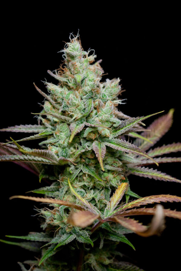 TGA Subcool Seeds Pennywise F1 (Harlequin x Jack The Ripper) 5 Regular Seeds - Image 2