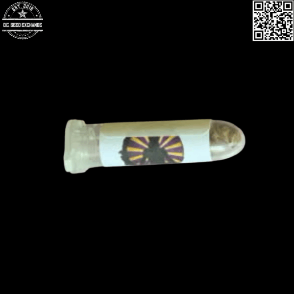 Swami Organic Seeds 49er Kush x Gregs NL5 12 Regular Seeds - Image 2