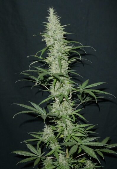 Terpentine F4 12 Regular Autoflower Seeds