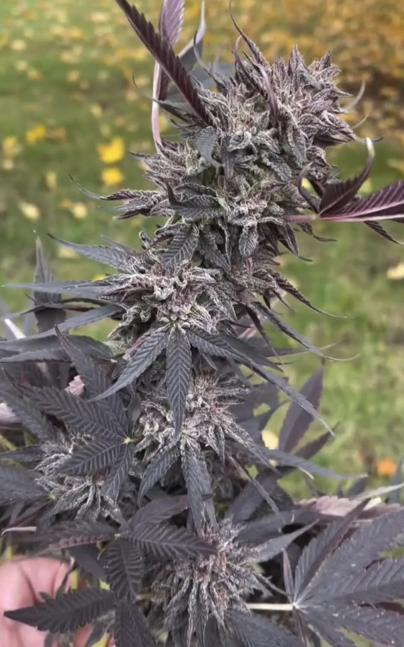 Lyme Rising Farm The Work F1 (Black Lime Reserve/Testarossa x Pam F2) 10 Regular Seeds - Image 2