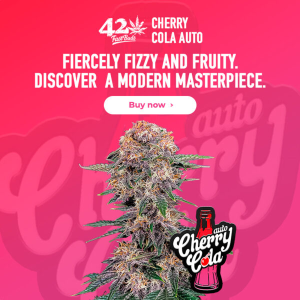 Cherry Cola Auto 3 Feminized Autoflower Seeds - Image 2