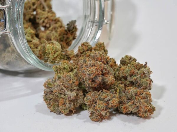 Forbidden Runtz Auto 3 Feminized Autoflower Seeds - Image 6